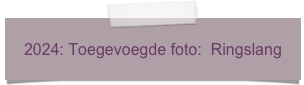 2024: Toegevoegde foto:  Ringslang 